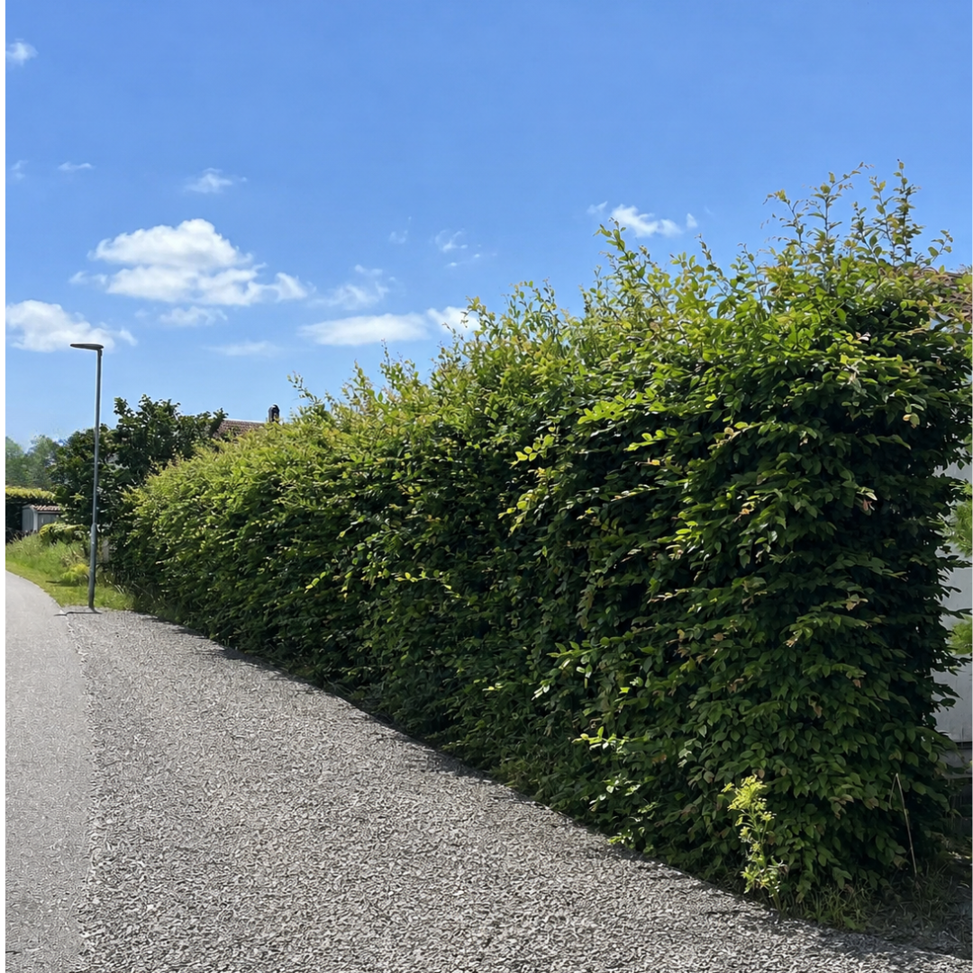 Efter - Professionell trimning