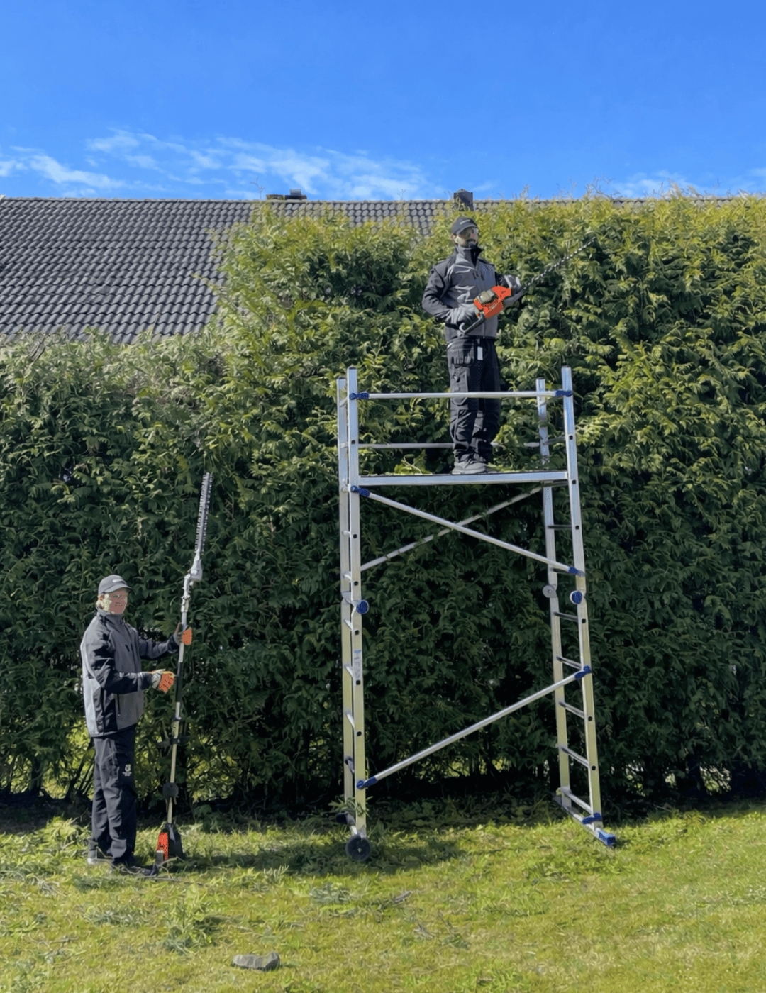 Professionell häckklippning